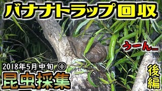 【カブトムシ・クワガタ】 昆虫採集 2018年5月中旬 ①後編  「バナナトラップ回収」