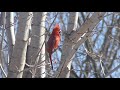 différents cris et chants du cardinal rouge different crys and songs of the northern cardinal