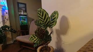 Calathea Makoyana  20hr Time Lapse