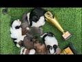 100% show quality ultimate all colors के shih tzu puppies ये होती है असली क्वॉलिटी