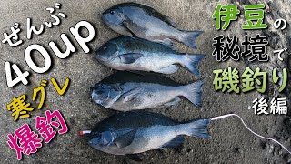 伊豆半島の秘境で磯釣りしたら良型メジナが釣れ過ぎた 後編 MANCING MANIA JAPAN