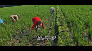 Farmers Clearing Weeds from Rice Fields for a Bountiful Harvest | Hard Work \u0026 Dedication