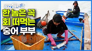 칼이랑 초장만 챙겨서 배 타는 낭만 부부｜어젯밤 던진 그물이 심상치 않다｜숭어 회 먹방｜한국기행｜#골라듄다큐