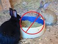 Why We Don't Feed Pellets / How we Feed our Meat Rabbits Healthily and Naturally