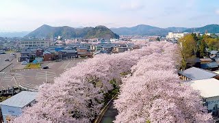 A-SAT Project 空撮 吉野瀬川 桜並木 福井県越前市