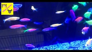 Children Walmart Shopping - Neon Fish Sale - Kids Checking out Groceries