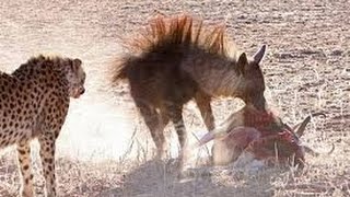 Cheetah Vs Hyena Real Fight  Amazing Videos قتال حتى الموت بين الشيتا والضباع ممنوع ان كان قلبك ضعيف