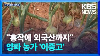 “흉작에 수입산 공세까지?”…전남 양파농가 ‘이중고’ / KBS  2023.05.16.