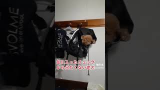 高齢犬の日常🐶リュックで山菜とりにいっとから、やたらリュックに入りたがるので、入れてかけてみました(笑)※危ないのですぐだしました#シニア犬との暮らし #トイプードル #老犬 #老犬 #テディベア #