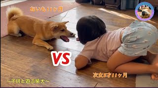 子供と遊ぶ柴犬