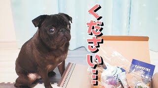 わかりやすい意思表示でおやつを催促する黒パグなる。Black pug Naru's manifestation of intention is easy to understand.【パグ、pug】