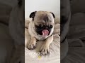 【パグ】pug しっぽプリプリが可愛いちゃびん✨