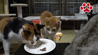 皆で美味しくいただきます。猫部屋一同。【瀬戸の猫部屋日記】