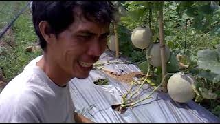 Budidaya melon berbasis teknologi organik. Hasilkan melon super 3 - 5 buah perbatang...