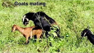 Goats love time | Goats mating