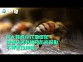 蜜蜂忘記怎麼「嗡嗡嗡」的採花粉 都是因為殺蟲劑讓他們變傻瓜 動物雲社群媒體