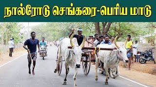 பெரியமாடு -செங்கரை-08.09.2019-Senkarai Periyammadu Panthayam