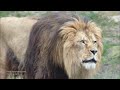 the story of the king the atlas lion rare footage