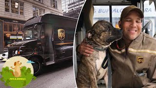 Shelter Dog Hopped Into Random UPS Van And His Life Changed Forever
