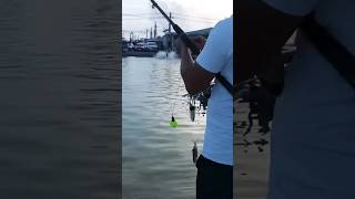 #兩隻活魚引誘龍膽石斑 #shorts #fishing