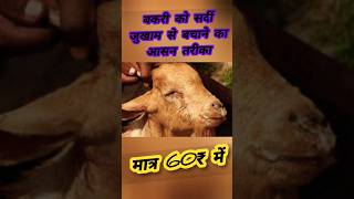 बकरी की सर्दी खांसी मिनटों में ठीक करने कीदेखभालबेहतरीन देसी दवा #goat #goatfarming