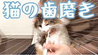 【猫の歯磨き】猫3匹に歯磨きします。Brush the teeth on three cats.