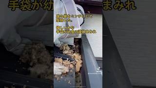 【スズメバチ】2階の軒下の中に作ったキイロスズメバチの巣をミンチにして、取り出したよ【終末殺蜂家】 #スズメバチ #蜂 #昆虫