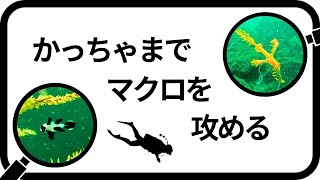 【東京湾でダイビング】かっちゃまでマクロを攻める！2024年9月某日