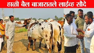 Hali bail bazar | हाळी बैल बाजारातले लाईव्ह सौदे महाराष्ट्रातील सुप्रसिद्ध बैल बाजार