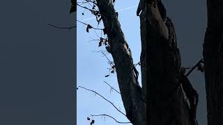 Woodpecker Caught in Action on the Trail! 🐦🔥 #shorts #nature #naturelovers #woodpecker #wildlife