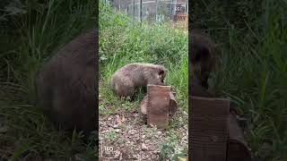 浣熊和玩具都可可愛愛 #浣熊 #玩具 #新竹市立動物園 #hsinchuzoo