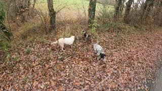 Chasse de la bécasse. Une bien belle journée , avec beaucoup d'oiseaux