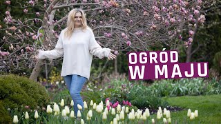 Prace ogrodowe w maju. W ogrodzie kwitnie magnolia i pierwsze tulipany.