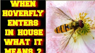 WHEN A HOVERFLY INSECT ENTERS IN YOUR HOUSE WHAT DOES IT MEAN ?