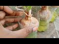 how to grow spring onions at home ఉల్లి కాడలు ఇంట్లో ఎలా పెంచుకోవాలి