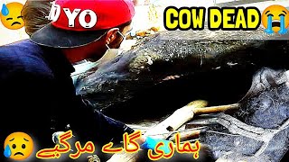 Cow Dead by giving birth😿.His child crying for mother .How we burried cow after death.Cow death Vlog