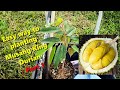 How to plant Musang King Durian - Part 1 - [Eng Sub]