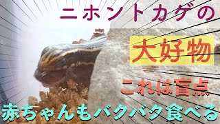 盲点だった！ニホントカゲが好む意外なエサ