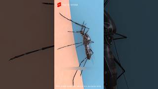 Hidden Secrets of Mosquito Bites: Explained in 3D Animation 😲 #shorts #animation