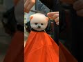 pomarenian dog haircuts pomeranian dog haircuts in salon pomeranian puppies