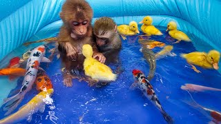 Baby monkey catching koi fish and bathing with ducklings in the pool is so cute