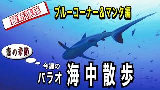 順調に観光業の回復をみせているパラオ【海の中】マンタが恋をしていました