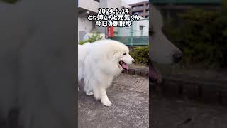 とわ姉さんと元気くんの今日の朝散歩#shorts  #greatpyrenees #グレートピレニーズ