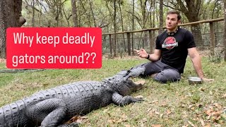 Why Keep Deadly Gators Around