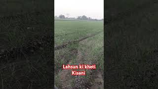 lahsun ki kheti #viralvideo #ખેતી #trending #farming #વાડી #ખેડૂત