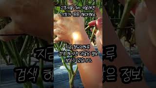 고추키 3m 키우기 - 고추재배 [텃밭가꾸기] 고추농사 실전 1등 유튜브