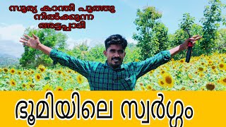 സൂര്യ കാന്തി പൂത്ത അട്ടപ്പാടി #my_route_bysajad #sunflower #attappadi