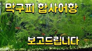 전국민 열대어 막구피 보고드립니다