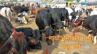 Parsi Pashu Mandi | Gayo Ka Mela | Cow Market | Animal Market | Murra Buffalo | Sahiwal Jersey Cow