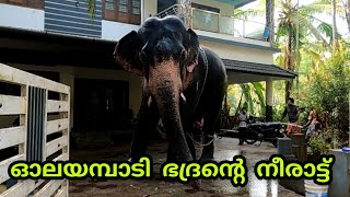 ഓലയമ്പാടി ഭദ്രന്റെ നീരാട്ട് || Olayambaadi badran || elephant videos